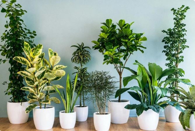 Cây tài lộc phong thủy là gì? Ý nghĩa và nguồn gốc