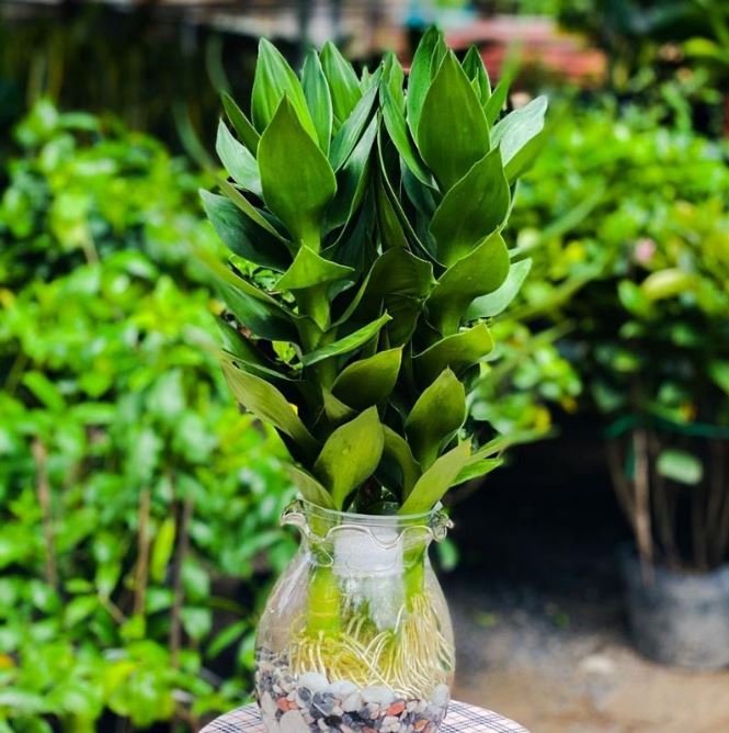 Vị trí đặt cây tài lộc phong thủy và những lưu ý quan trọng