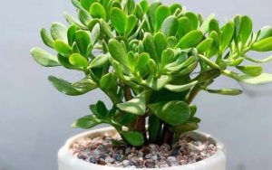 Phân biệt cây tài lộc phong thủy thật – giả và các biến tấu hiện đại