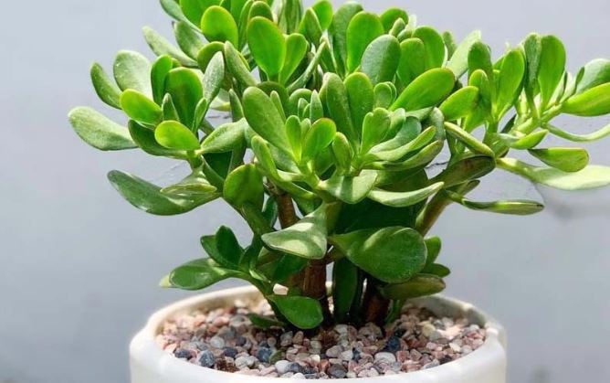 Phân biệt cây tài lộc phong thủy thật – giả và các biến tấu hiện đại