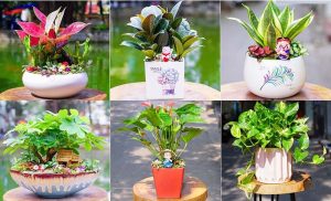 Chọn cây phong thủy hợp tuổi: Vì sao quan trọng với đời sống hiện đại?