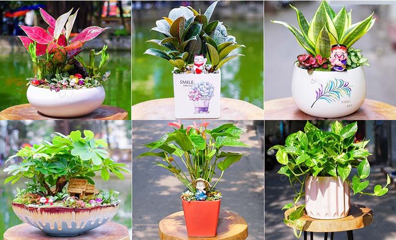 Chọn cây phong thủy hợp tuổi: Vì sao quan trọng với đời sống hiện đại?