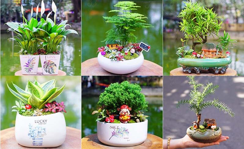 Những loại cây phong thủy phổ biến, dễ chăm cho từng nhóm tuổi