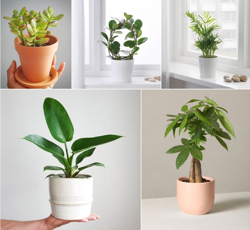Cách bài trí cây phong thủy để phát huy tối đa công dụng