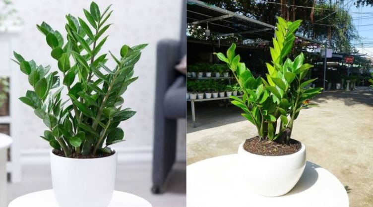 Cây cảnh phong thủy trong nhà: Chọn thế nào cho hợp mệnh, tăng tài lộc