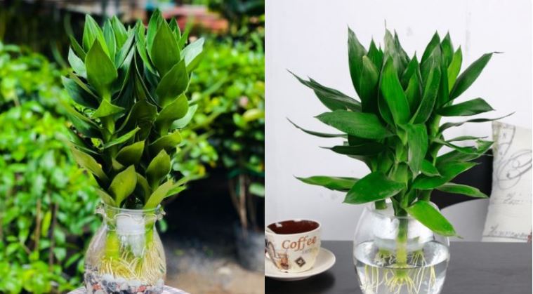 Vị trí đặt cây cảnh phong thủy trong nhà và những lưu ý quan trọng