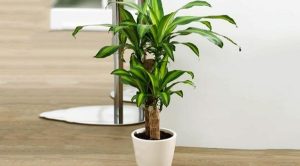 Lựa Chọn Cây Trồng Và Vật Phẩm Hợp Mệnh Trong Phong Thủy Sân Vườn