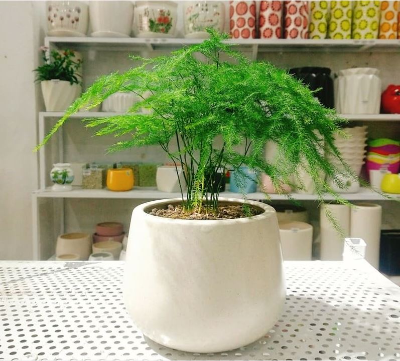 Cây phong thủy để bàn làm việc: Ý nghĩa, lợi ích và các dòng cây phổ biến