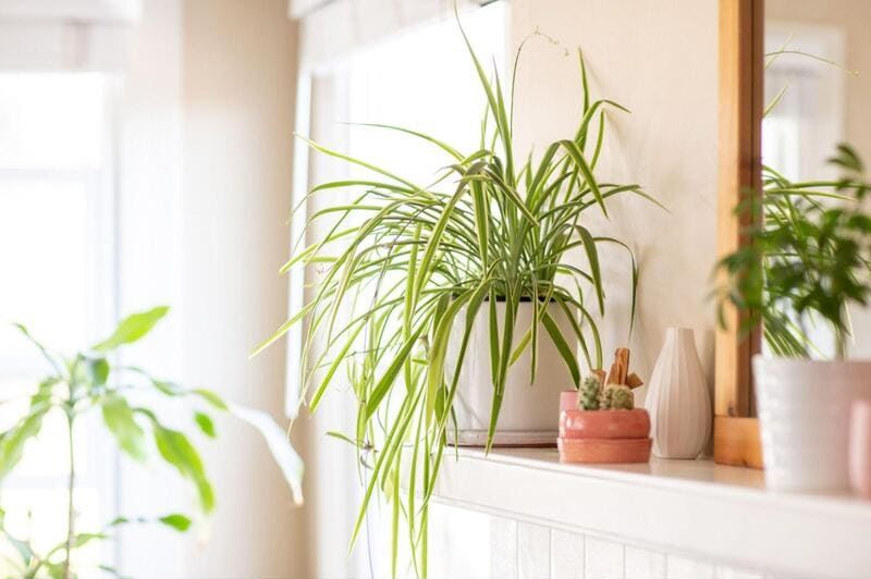 Cách chọn cây phong thủy để bàn làm việc theo mệnh và mục đích