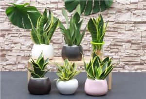 Hướng dẫn chăm sóc cây phong thủy để bàn làm việc đúng cách