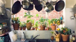 Những điều cấm kỵ khi đặt cây phong thủy phòng bếp