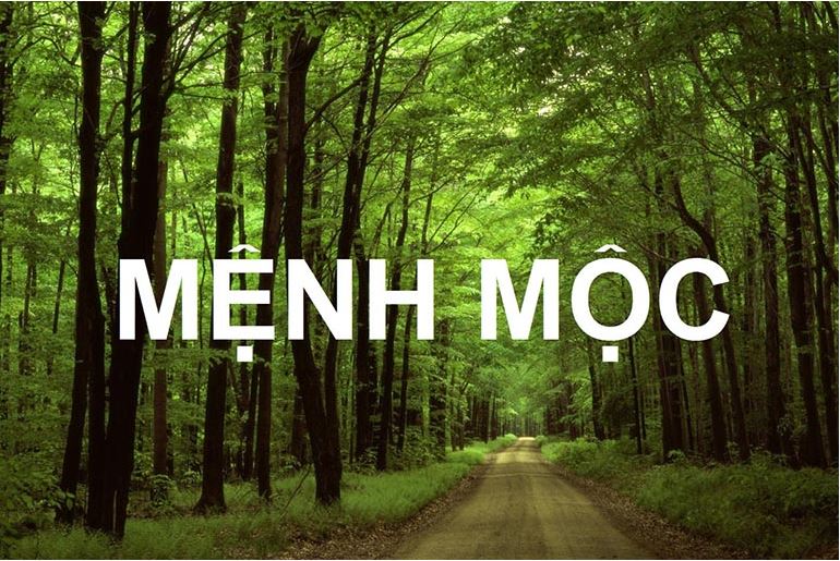 Phong thủy cho người mệnh Mộc: Bản chất, đặc trưng và ý nghĩa