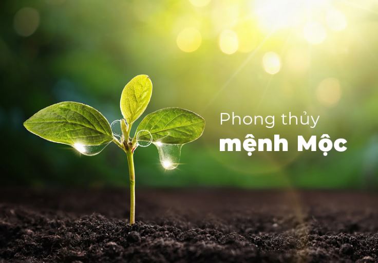 Cách bố trí nhà cửa, phòng làm việc chuẩn phong thủy cho người mệnh Mộc