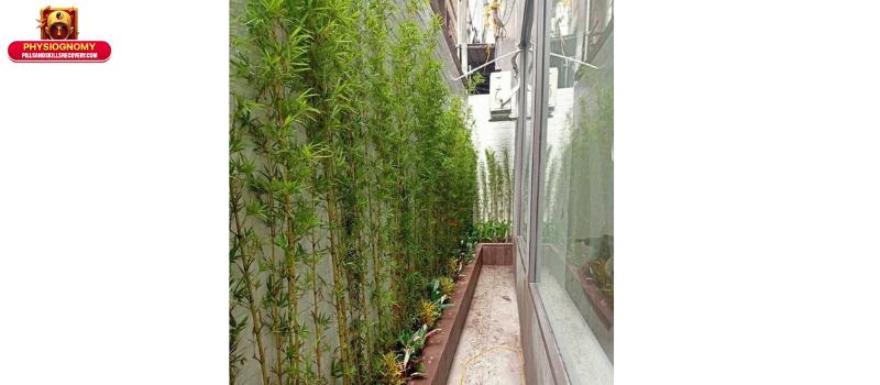 Sử Dụng Cây Xanh Hóa Giải Sát Khí: Bí Quyết Phong Thủy Hiện Đại 4 Những Loại Cây Xanh Hóa Giải Sát Khí Được Ưa Chuộng Năm 2025